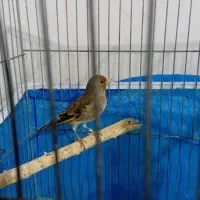 سره قناری نر روزگاری