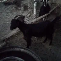 فروش بز و بزغاله