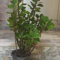 گل طبیعی