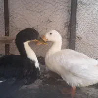 با کبوتر سرور  معاوضه میکنم