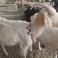 بره|حیوانات مزرعه|میبد, |دیوار