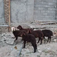 بره  اصیل افشار قرمز و کبود
