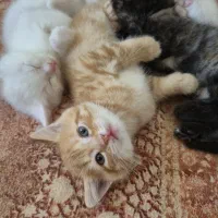 بچه گربه بریتیش مو کوتاه