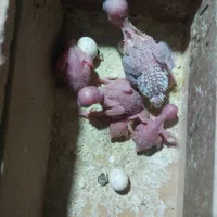 مرغ عشق