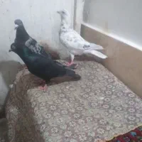 تهرانی ودورگ پرشتی ناسخت