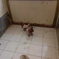 کبوتر بهبانی نر و ماده