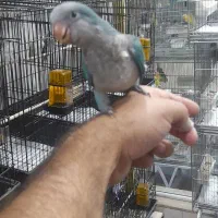 جوجه راهب سرلاکی و نرمخور و تازه دونخور