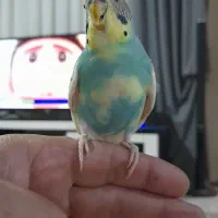 مرغ عشق نر