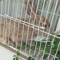 خرگوش بیابانی