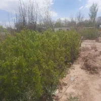 نهال گلدانی به صورت ریشه پر...