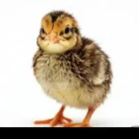 جوجه بلدرچین ۱روزه