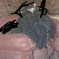 کبوتر|پرنده|بهبهان, |دیوار
