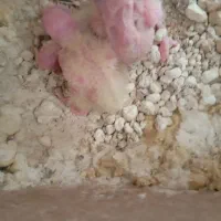 جوجه عروس هلندی لوتینو سرلاکی