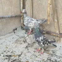 کبوتر سرور دورگ نر و ماده