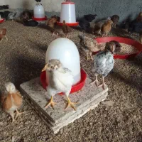 جوجه درجه یک محلی  نژاد دار