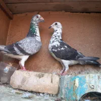 کبوتر