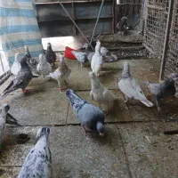 کبوتر پرشی سرور