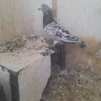 کبوتر نر