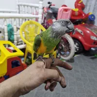 طوطی قناری