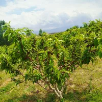 فروش-زمین-مناسب-ویلا-سازی-و-باغ