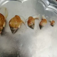 فروش حلزون