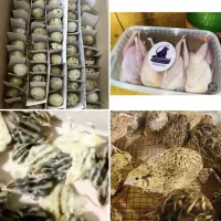بلدرچین، زنده، پرکنده، تخم، جوجه