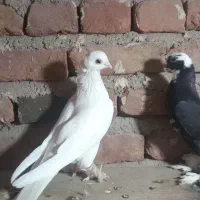 کبوتر