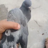 کبوتر توافقی