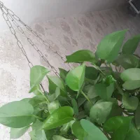 گیاه آویز پتوس