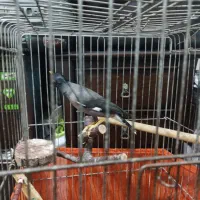 مرغ مینا سخنگو4ساله