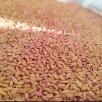 گندم سرداری تمیز