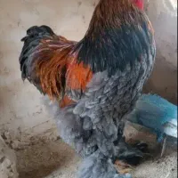 برهما جوجه پاتریچ بلو پاتریچ تخم نطفه دار