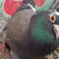 کفتر آلمانی و رنگه