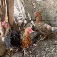 سلام ۳عدد مرغ محلی