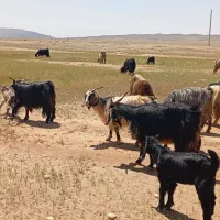 بز فروش|حیوانات مزرعه|مهران (ایلام), |دیوار