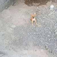سگ پا کوتاه