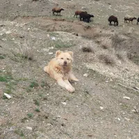 سگ گله ای حار