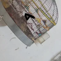 قناری اواز خوان