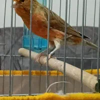 قناری