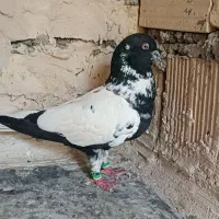 ابلغ افغانی