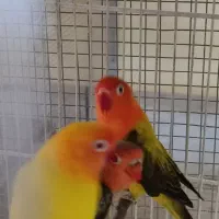 فروش جوجه طوطی کوتوله