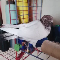 سپه ماده‌