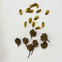 بذر درخت راش
