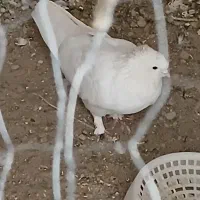 کبوتر نر سفید