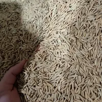 بذر شالی فجر سوزنی 90 روزه