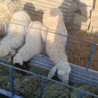 تقلی زاییده