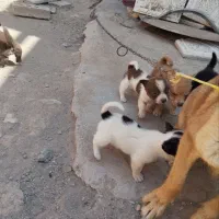 سگ پاکوتاه
