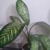 گل دیفن سرحال فروشی