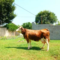 گاو مونت بلیارد با گوساله ماده ده روزه