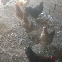 مرغ خروس